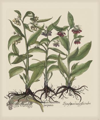 Besler 244 Colored B2